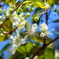 Surinam Cherry (Eugenia uniflora)