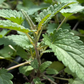 Moldavian Balm ‘Dragon Balm’ (Dracocephalum moldavica)