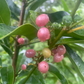 Gin Berry, Ginberry (Glycosmis pentaphylla)