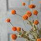 Fall Wind Dancer Bush