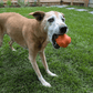 Dog Fetch Balls
