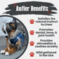 Elk Antler Dog Chews | All-Natural Whole and Split Elk Antler Chews for Dogs