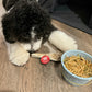 Reindeer Antler Dog Chews | Organic Chews for Dogs