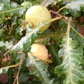 Feather Leaf Guava (Psidium guajava var. Feather Leaf)