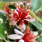 Pineapple Guava (Feijoa sellowiana)