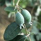 Pineapple Guava (Feijoa sellowiana)