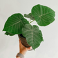 Rock Fig (Ficus petiolaris)