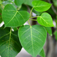 Rock Fig (Ficus petiolaris)