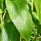 Golden Canna (Canna flaccida)