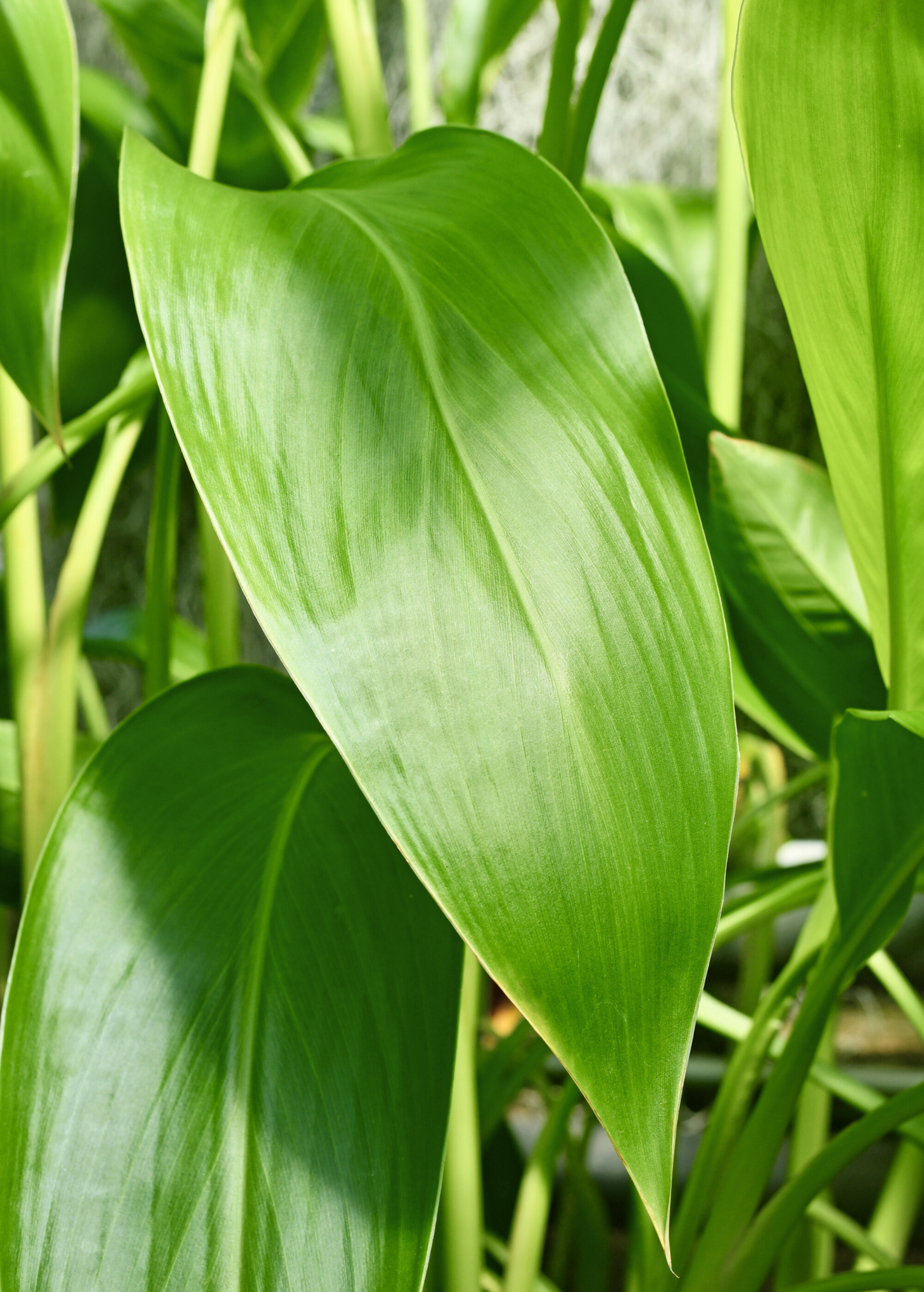 Golden Canna (Canna flaccida)