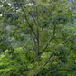 Persimmon Seedling 'Florida Native' (Diospyros virginiana)