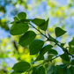 Persimmon Seedling 'Florida Native' (Diospyros virginiana)
