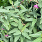 Florida Native Tea Bush (Melochia tomentosa)