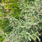 Florida Native Tea Bush (Melochia tomentosa)