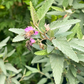 Florida Native Tea Bush (Melochia tomentosa)