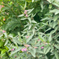 Florida Native Tea Duo: Yaupon Holly + Florida Native Tea Bush