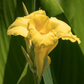 Golden Canna (Canna flaccida)