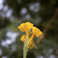 Golden Canna (Canna flaccida)
