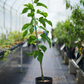 Mulberry 'Florida Native' (Morus nigra)