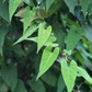Fo-Ti, He Shou Wu (Polygonum multiflorum)
