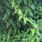 Fo-Ti, He Shou Wu (Polygonum multiflorum)