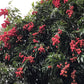 Lychee 'Mauritius' (Litchi chinensis)