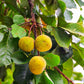 Santol (Sandoricum koetjape)