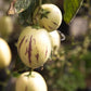Pepino Dulce (Solanum muricatum)