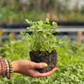 Spearmint (Mentha spicata)