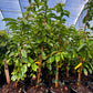 Soursop (Annona muricata)