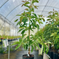 Avocado 'Brogdon' (Persia americana)