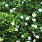 Everblooming Gardenia (Gardenia Veitchii)