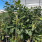 Jackfruit Tree Bundle: 'Golden Nugget' & 'Orange Crush'
