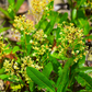 Gopher Apple (Geobalanus oblongifolius)