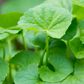 Adaptogen Herb Bundle: Gotu Kola, Skullcap, Ashwagandha, Tulsi