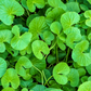 Gotu Kola (Centella asiatica)