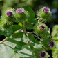 Greater Burdock (Arctium lappa)
