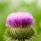Greater Burdock (Arctium lappa)