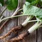 Greater Burdock (Arctium lappa)