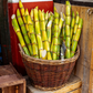 Sugar Cane 'Green'