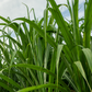 Sugar Cane 'Green'