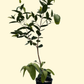Wax Jambu, Green (Syzygium samarangense)
