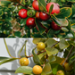 Guava Bundle: Strawberry Guava & Lemon Guava