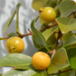 Guava Bundle: Strawberry Guava & Lemon Guava