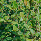 Henna (Lawsonia inermis)