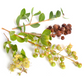 Henna (Lawsonia inermis)