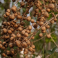 Henna (Lawsonia inermis)