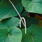 Hoja Santa (Piper auritum)
