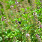 Tulsi 'Rama' (Ocimum sanctum)