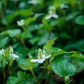 Giâp Cá, Fish Mint (Houttuynia cordata)